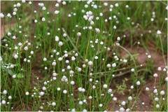 Eriocaulon cinereum